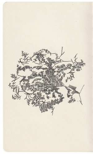 ongewild_scan_typo